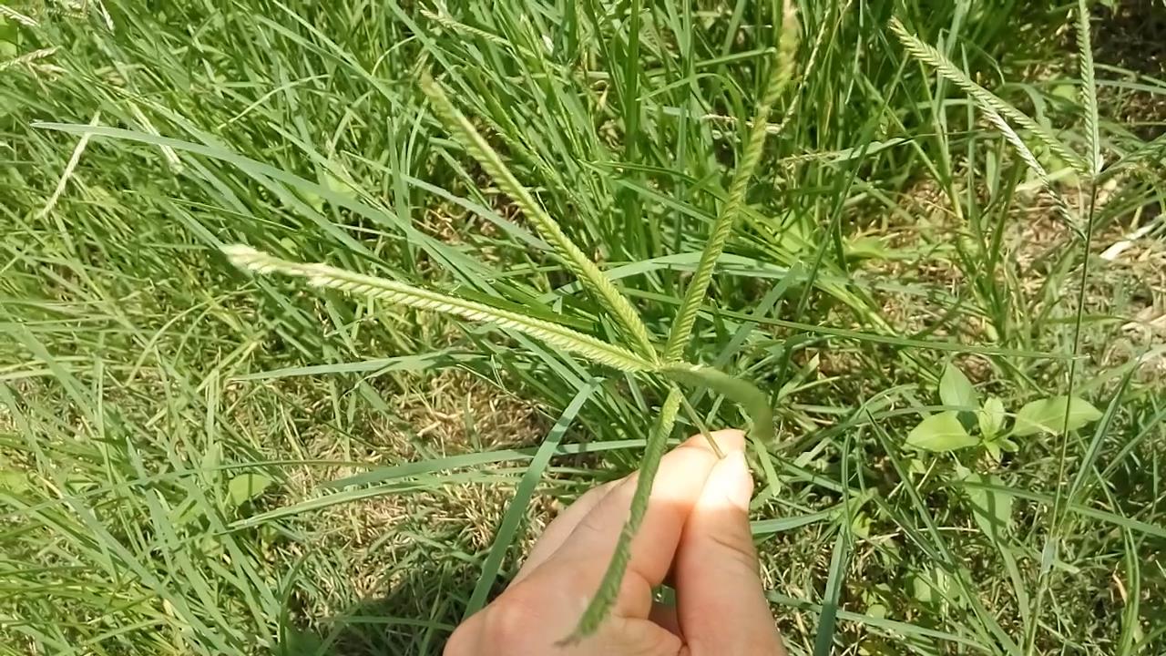农民讨厌的杂草,对治疗狗咬伤有很好的效果,只是知道的人并不多