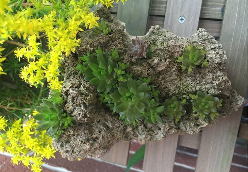 人称"瓦莲花",一般出现在屋顶上,若你家有,请珍惜