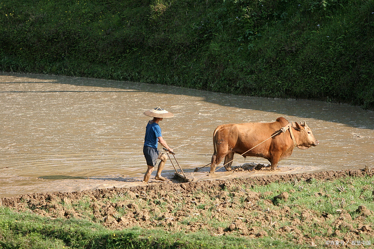 注:先王,指太上老君的坐骑青牛,可谓牛的圣祖. 老君,指太上老君