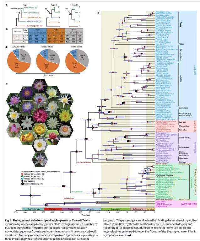 揭示睡莲基因组的秘密!