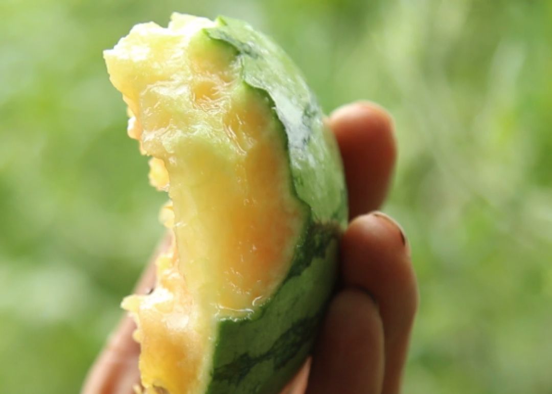 提前两个月上市的瓜,不但更甜,而且能卖20元一斤,还供不应求!
