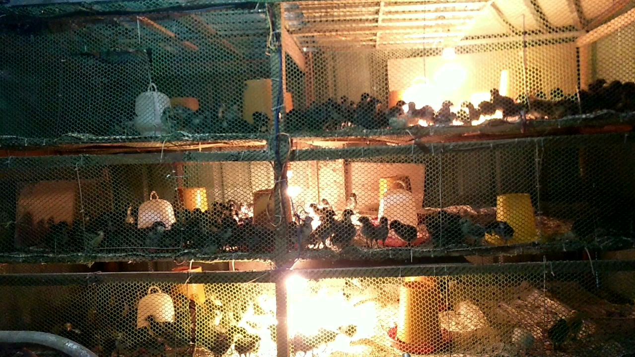 五黑鸡出壳十三天,起来第一件事就是照料小鸡,大家看看长势如何