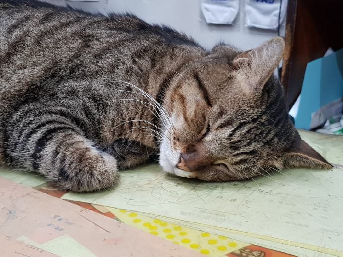 看到小花猫睡的如此香甜,老板头痛了,这员工咋回事啊,一上班就睡觉,这