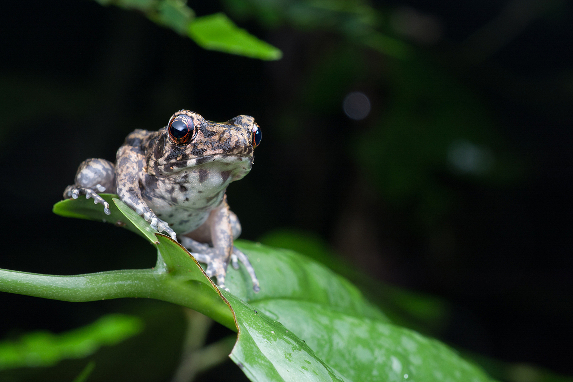 跳出厌倦的小水沟     一只小青蛙厌倦了常年生活的小水沟——水沟的