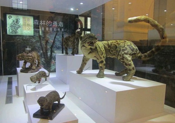 6种已灭绝动物的标本,第3种唯一存在中国