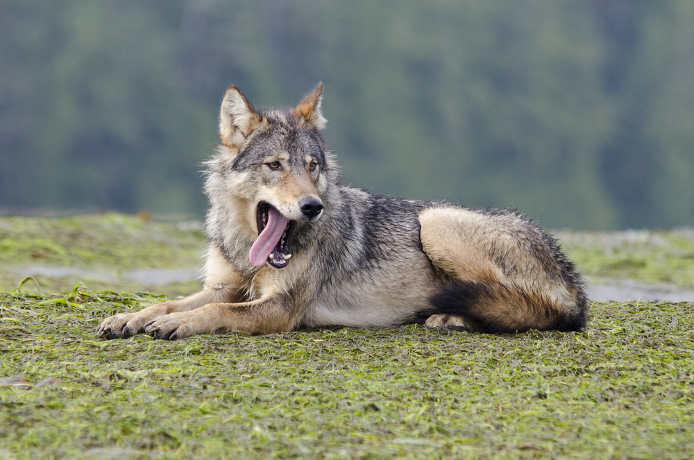 大狼狗图片最厉害的狗图片