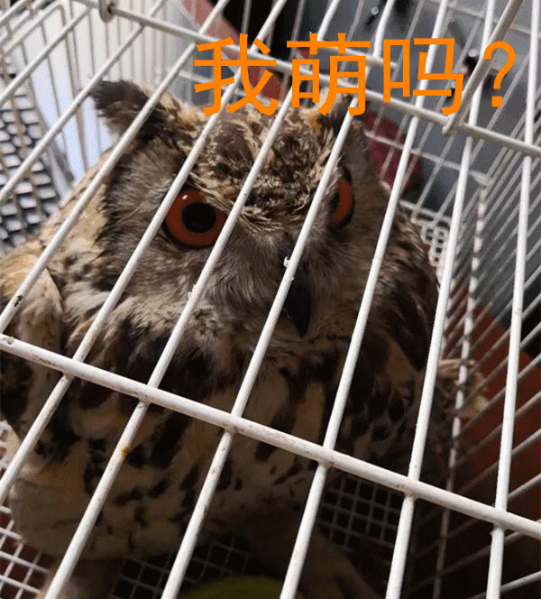 面盘显著,棕黄色,皱翎完整,白色而缀有黑褐色.