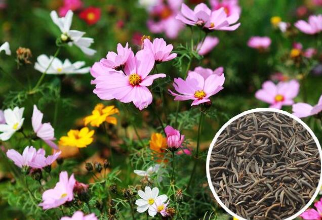 格桑种子 - 2020年最新商品信息聚合专区 - 百度爱采购