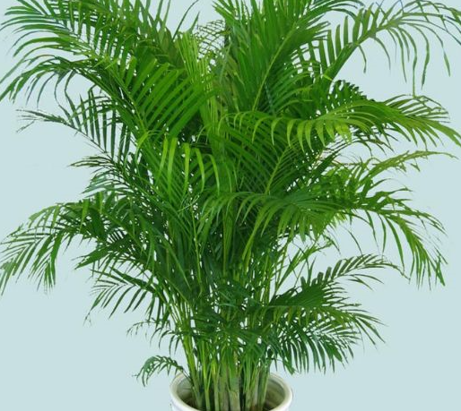 凤凰竹,非常适合盆栽种植的植物,这样养护的方法非常简单