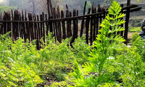 山区农家都有一片用篱笆围起来的小菜地,不施农药化肥纯绿色食品
