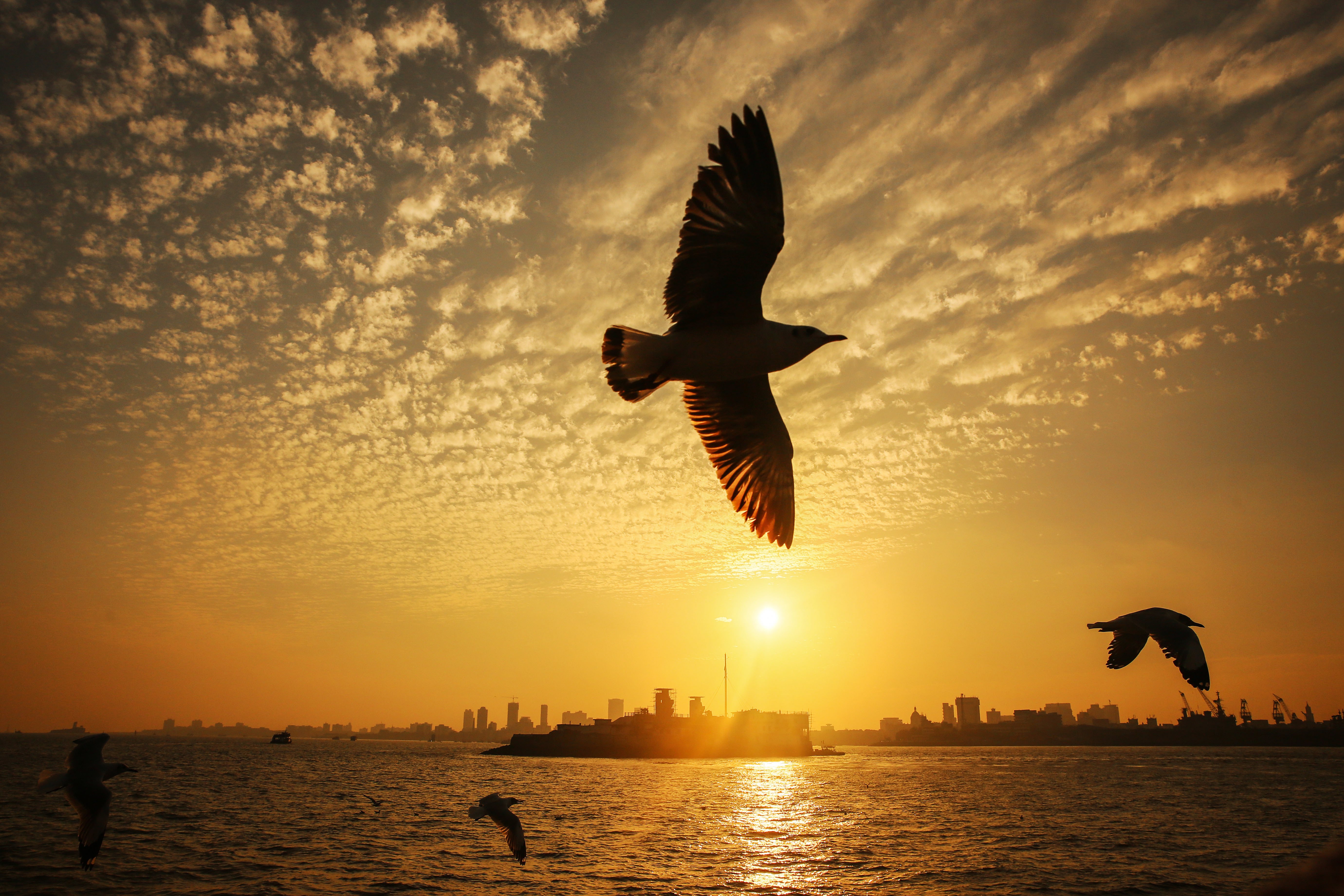 飞翔在夕阳里(3)