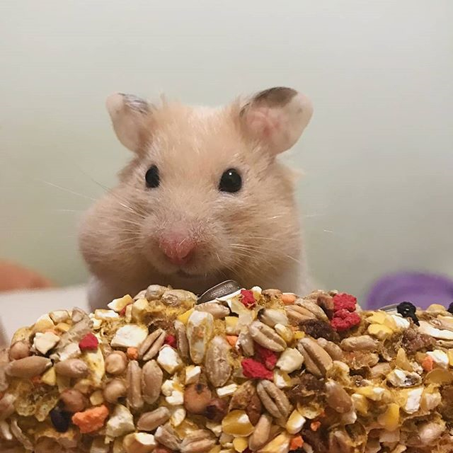 仓鼠很贪吃,吃饱后还渴望主人投食,此时饲主果断拒绝