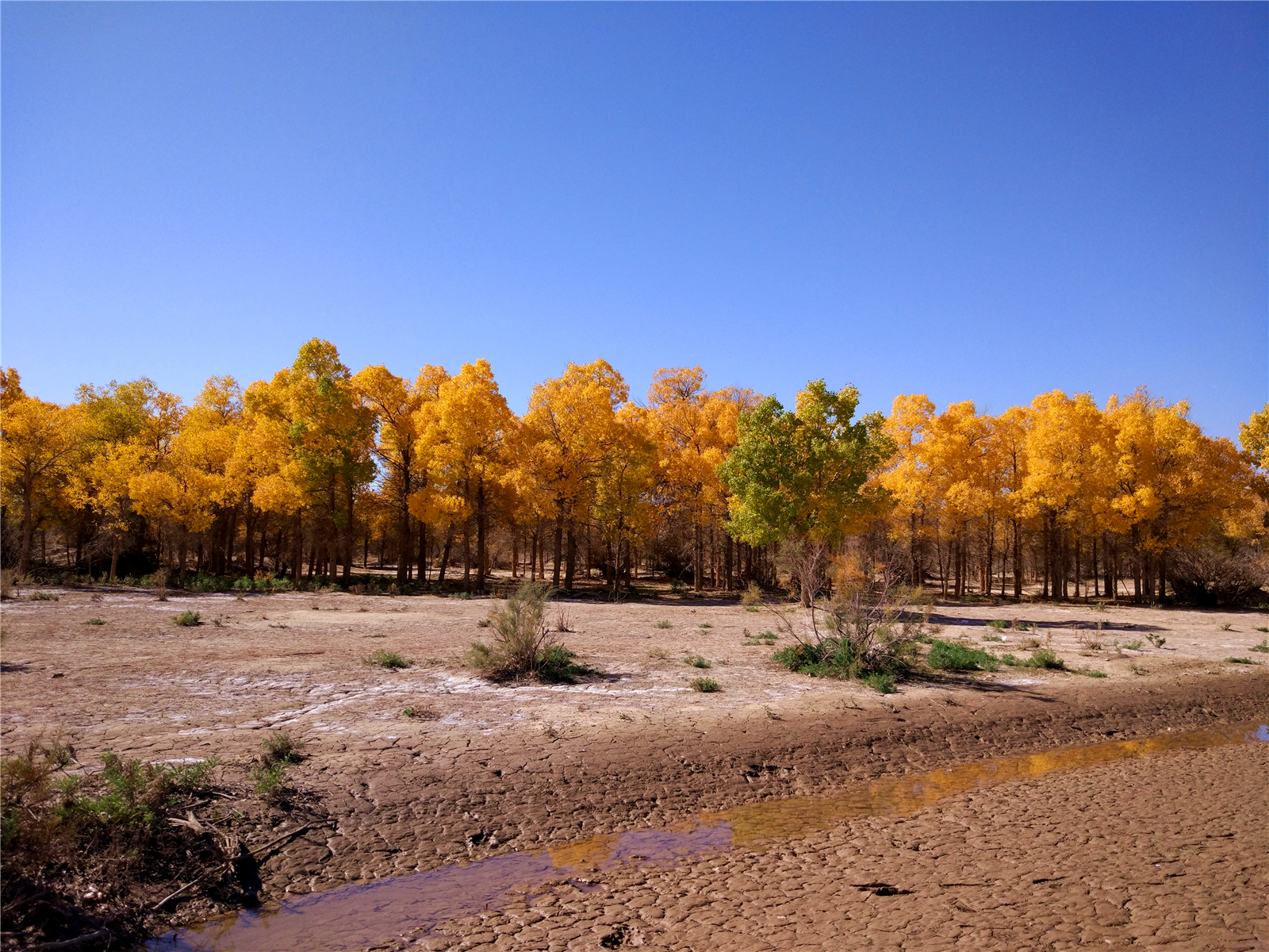 内蒙戈壁滩有一片林木,每年深秋美得耀眼,引无数摄影发烧友前往