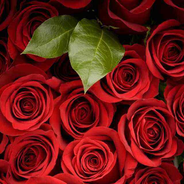 迪拜土豪叫来美女打耳光,脸都给打红了,只为测