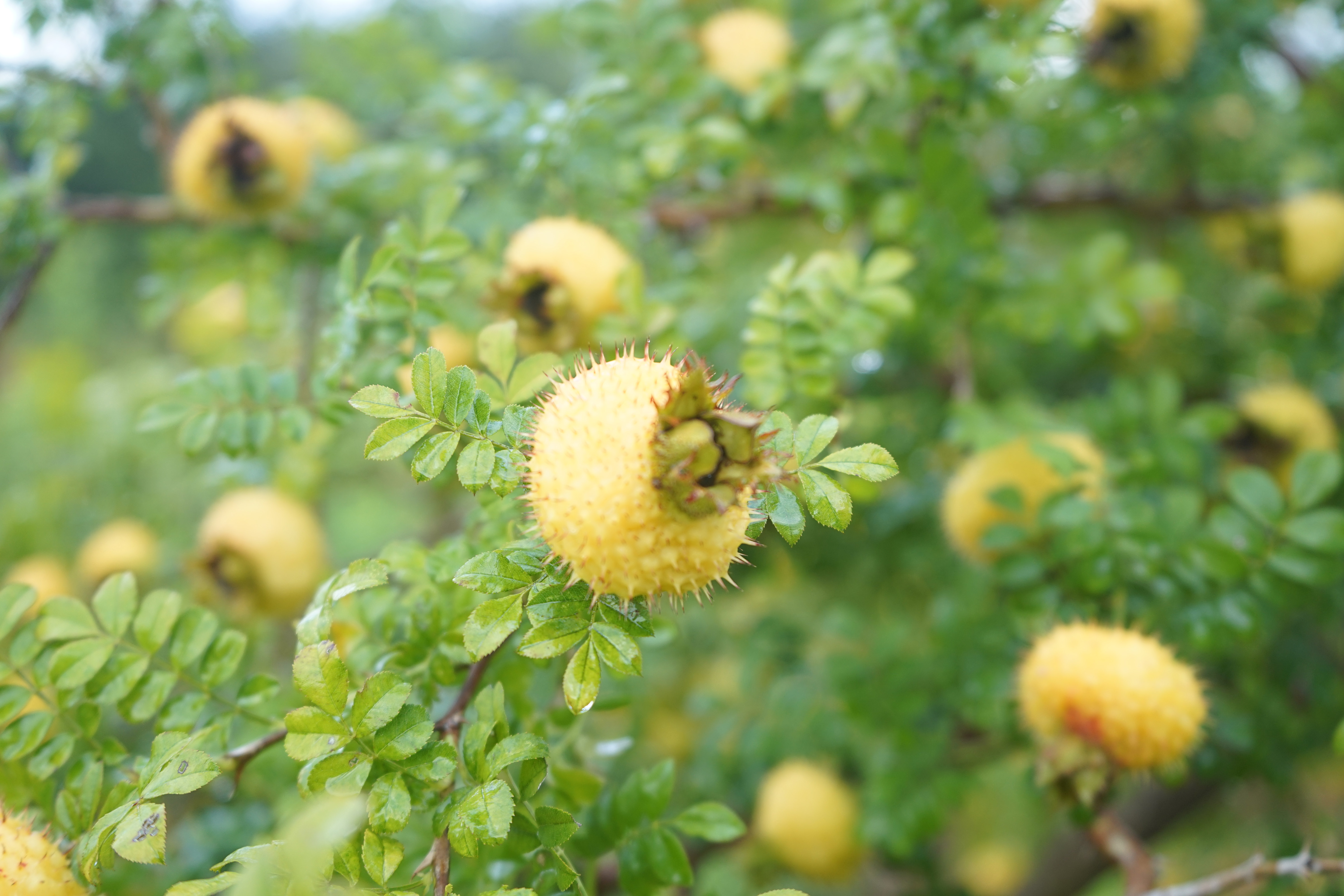 都匀市新蒙村:刺梨黄了 农户笑了