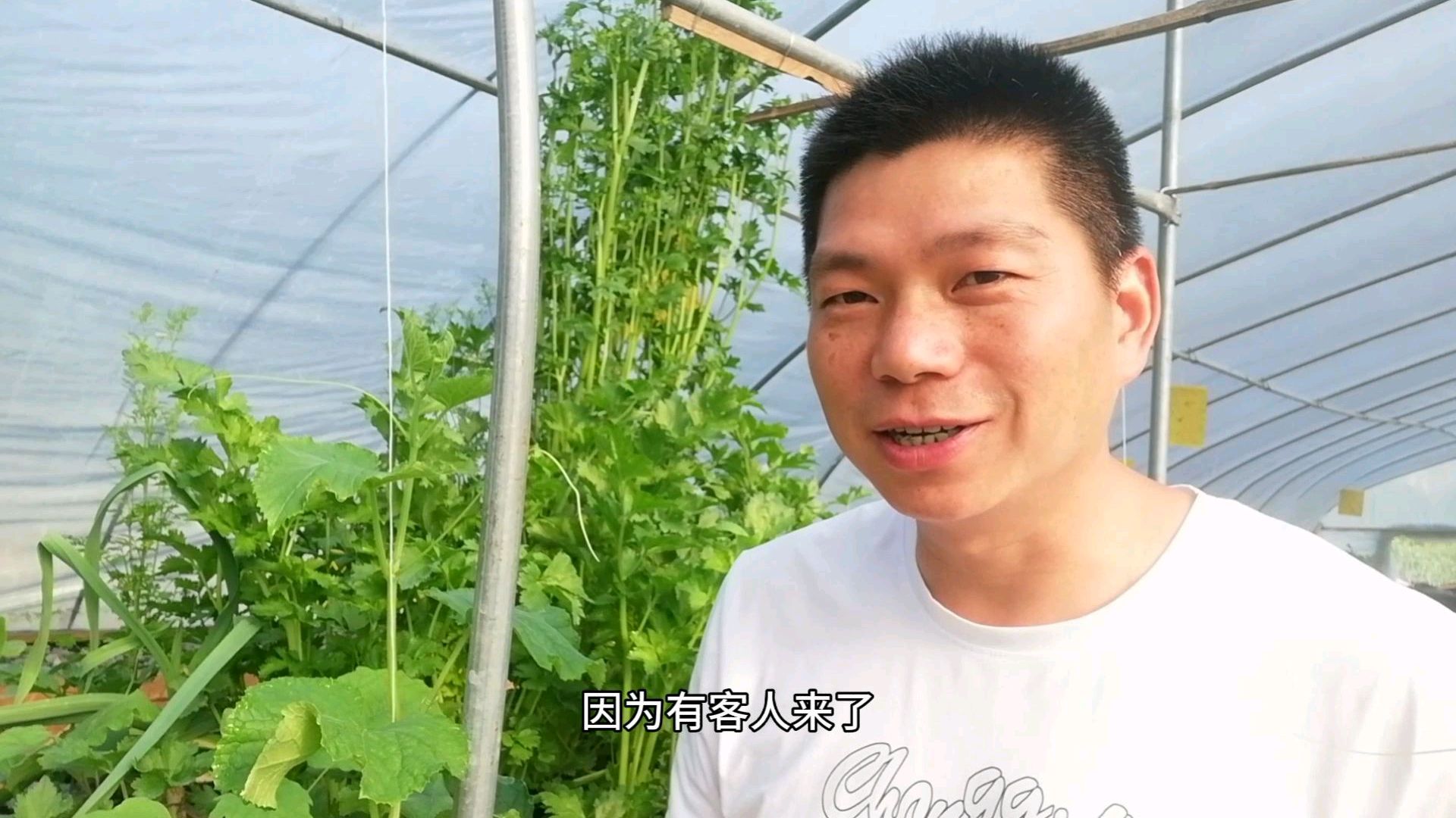 生态农场里种出的芹菜可以生吃,看看芹菜的那些前尘往事