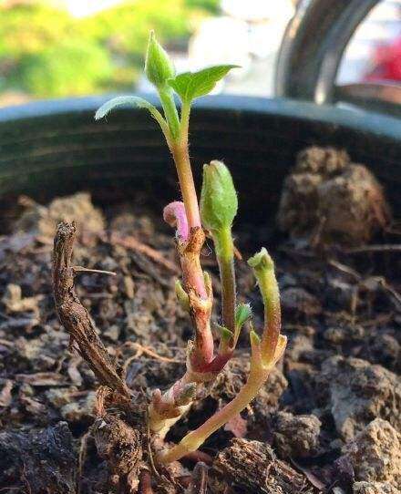 铁线莲发芽正当时,做好3件事,新芽"噌噌"冒,花量翻倍