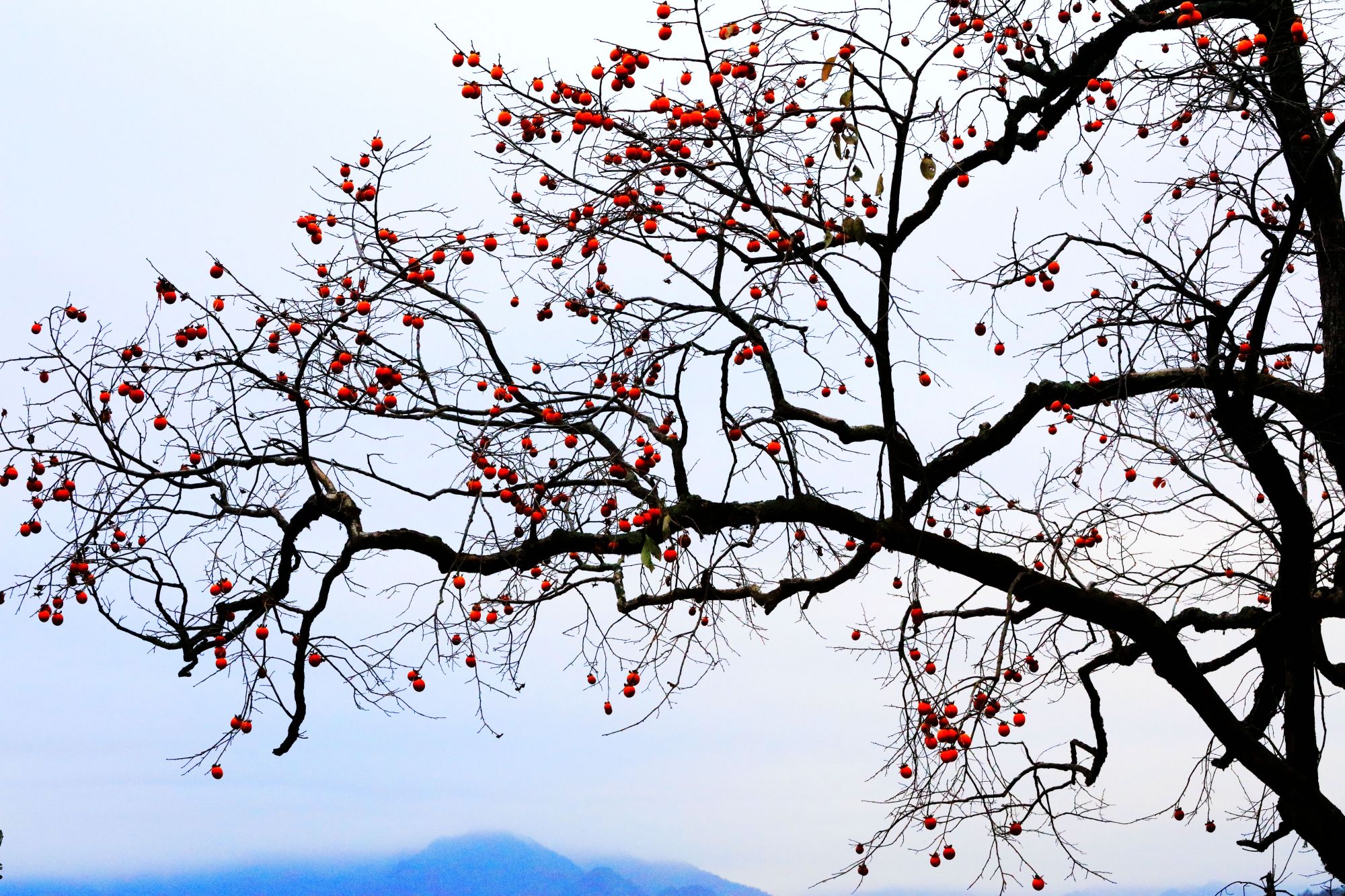 浙江仙居:百年野生柿树仍结果 一个个挂在枝头 红遍山坳人未识