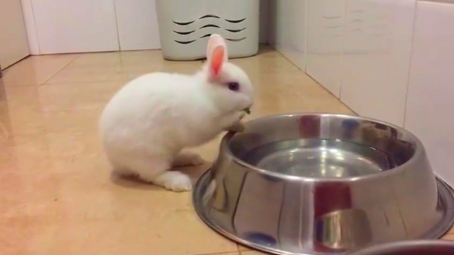 小白兔喝水的样子太萌了!