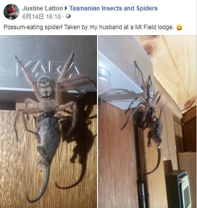 外媒:澳洲巨型蜘蛛生吞负鼠 画面毛骨悚然