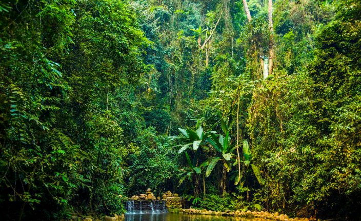 热带雨林的特点和危险图片