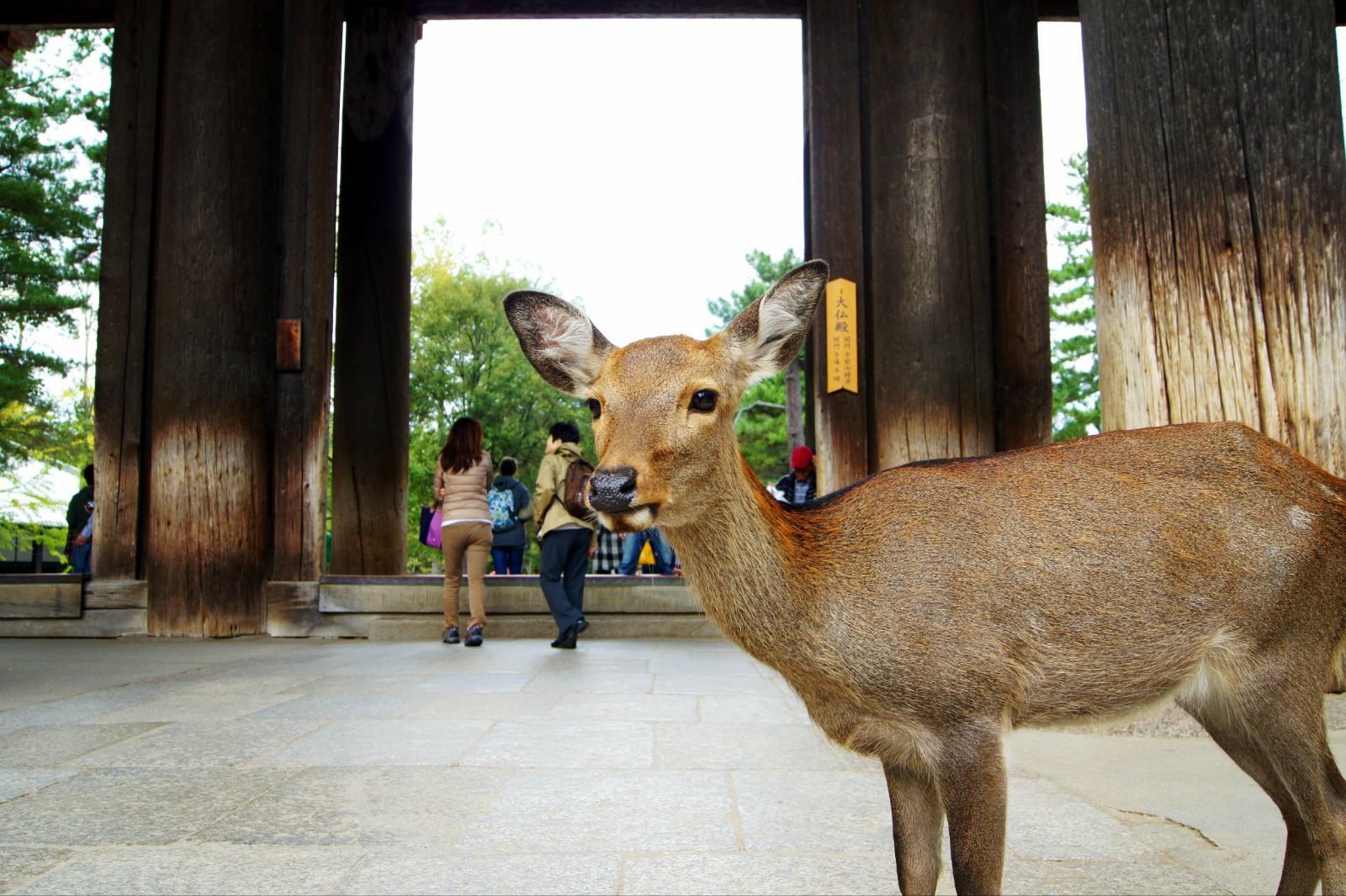 假日旅游好去处,日本最美丽的公园,奈良公园