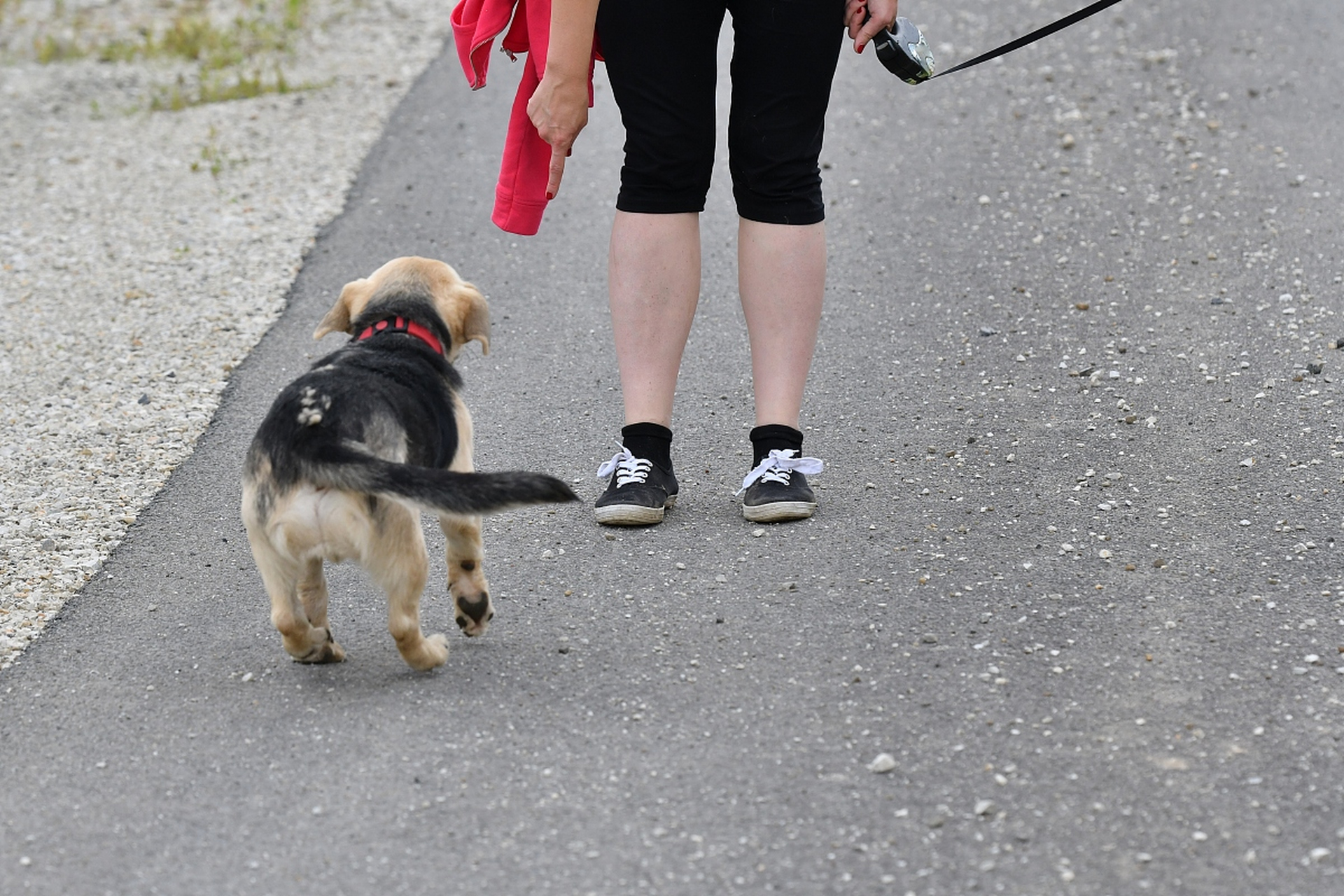 女子遛狗不拴绳被抓捕 当场大哭求放过 你知道吗?
