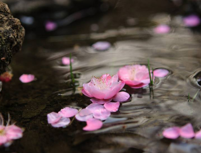 落花流水图片高清图片