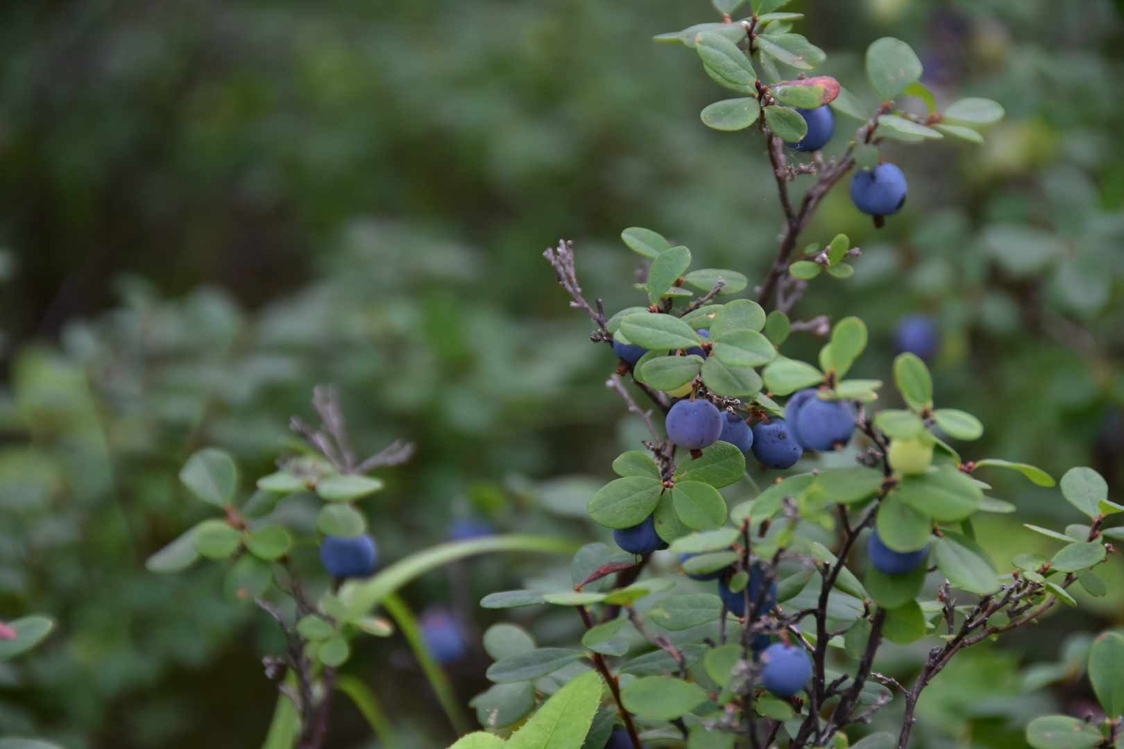大兴安岭漠河八月野生蓝莓成熟的季节,带上宝宝们快来采摘吧!
