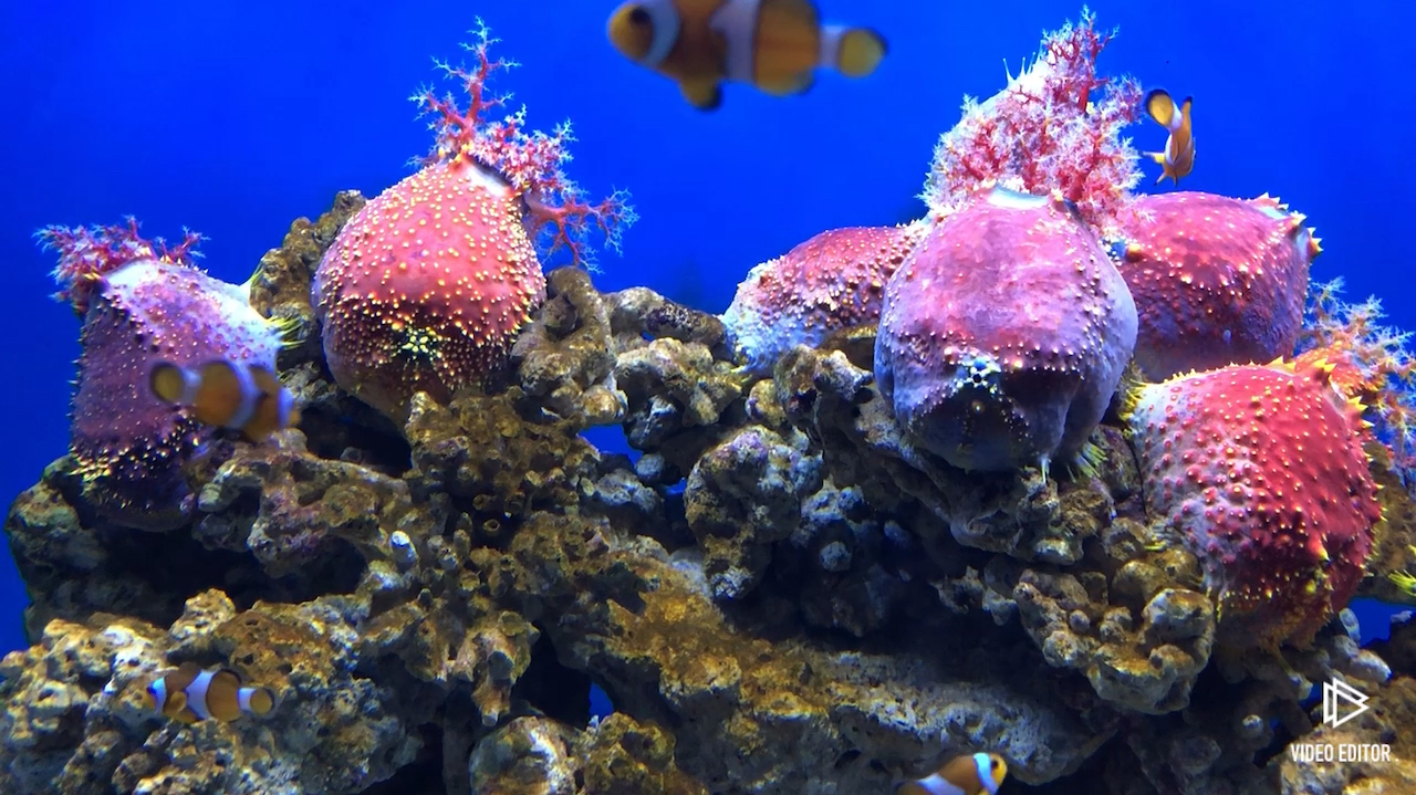 奇妙的海底世界:美丽的海苹果