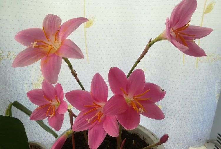 4月发文:喜欢菊花,就养盆"珍贵名菊"墨荷,似墨色荷花