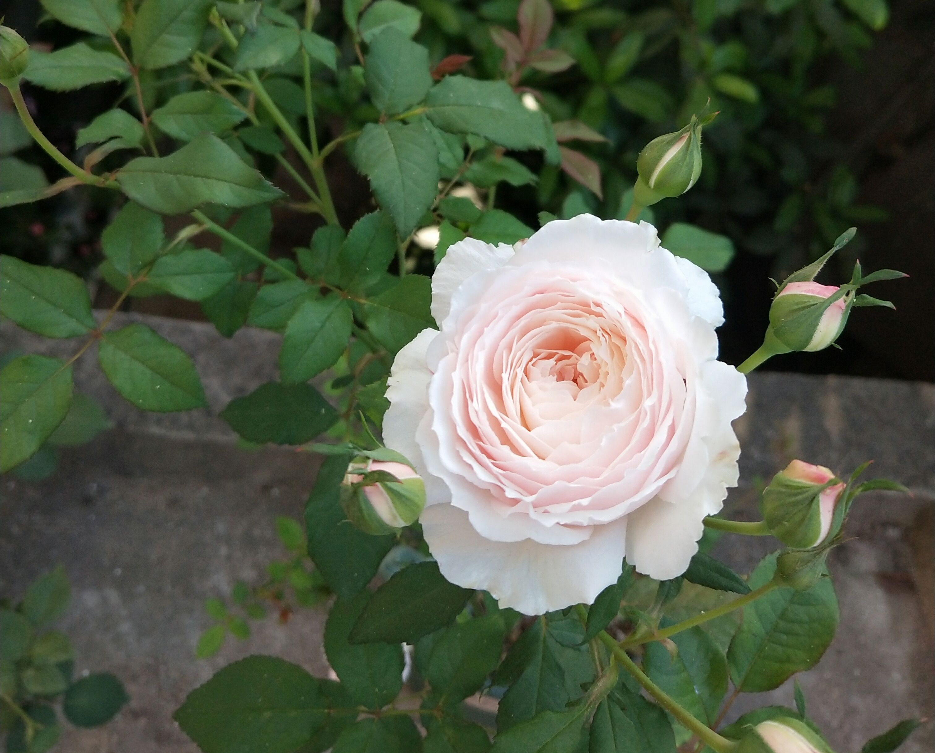 这20种月季花月薪3000也能养