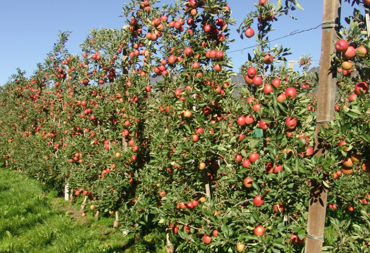 矮化 果树 - 2020年最新商品信息聚合专区 - 百度爱采购