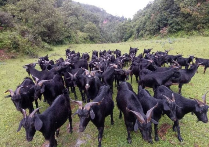 彝族羊汤锅,最能体现彝族人热情好客,粗犷大气的民族性格