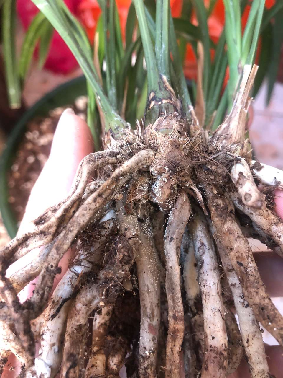 兰花烂根不是你想救就救,兰花常见的四种烂根情况