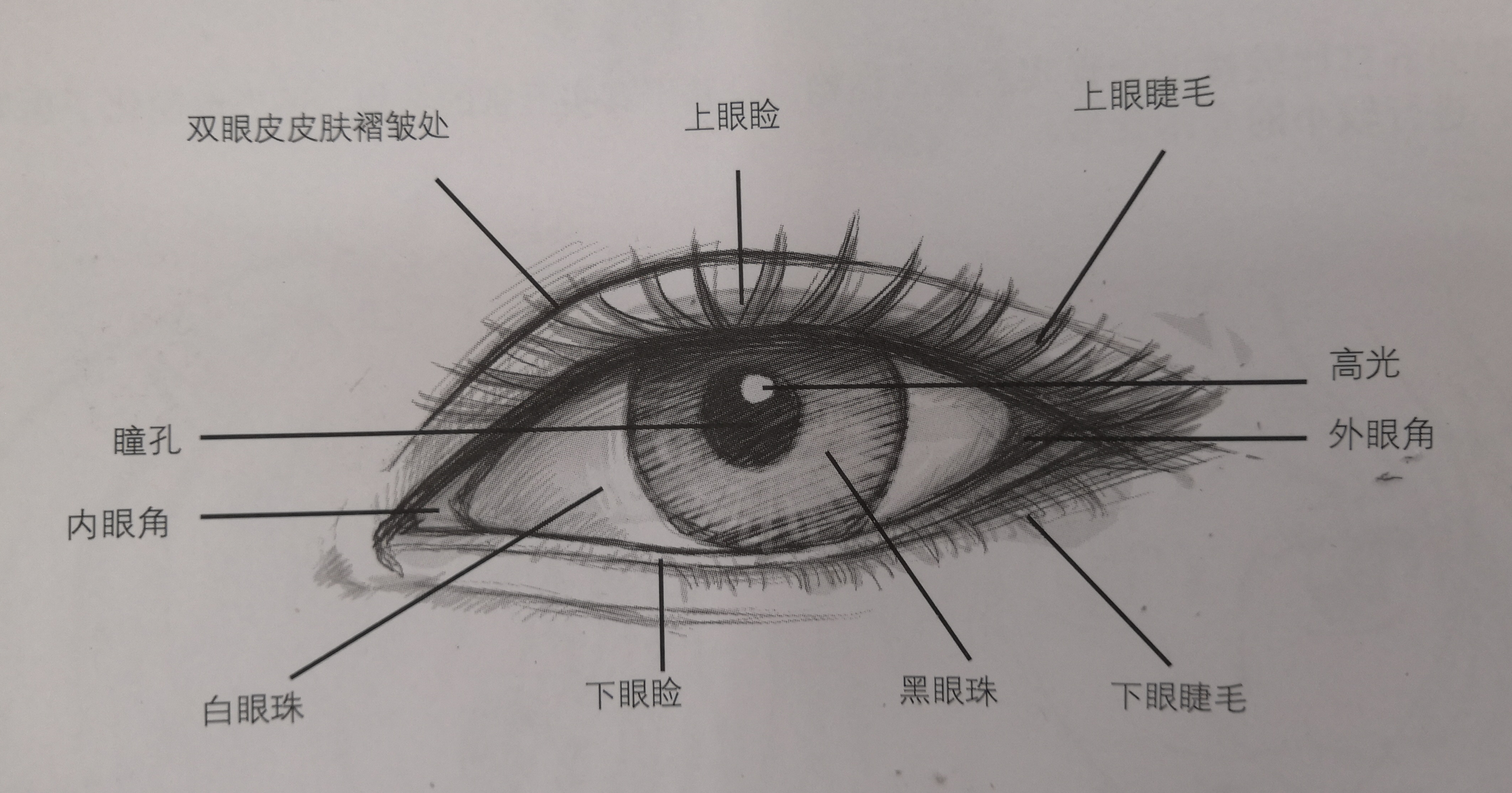 眼睛结构简笔画图片