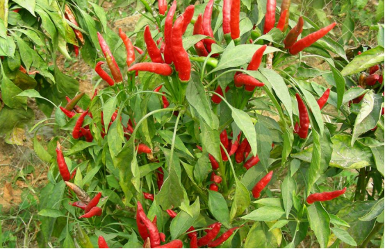 杰杰爱种菜:阳台上种这种辣椒看起来很好看,而且产量很高呢