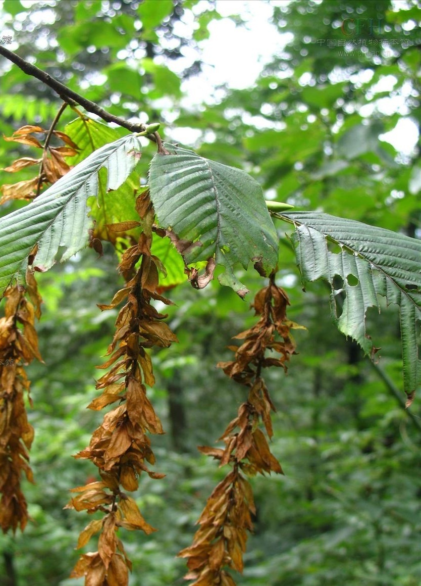 对川黔千金榆你了解多少?川黔千金榆知识大全