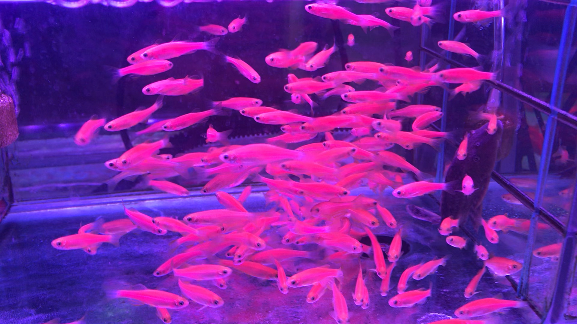 小型热带鱼常见品种你们认识吗?