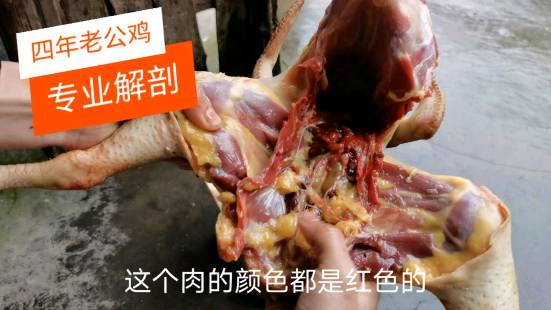 过年啦,四年的老公鸡 肉都是红色的 这种解剖方式农村第一次见