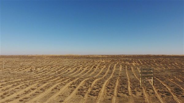 支付宝蚂蚁森林种树1314万棵:写故事你也能去看