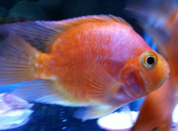 观赏鱼得了白点病?试试这样治疗吧,可以快速痊愈