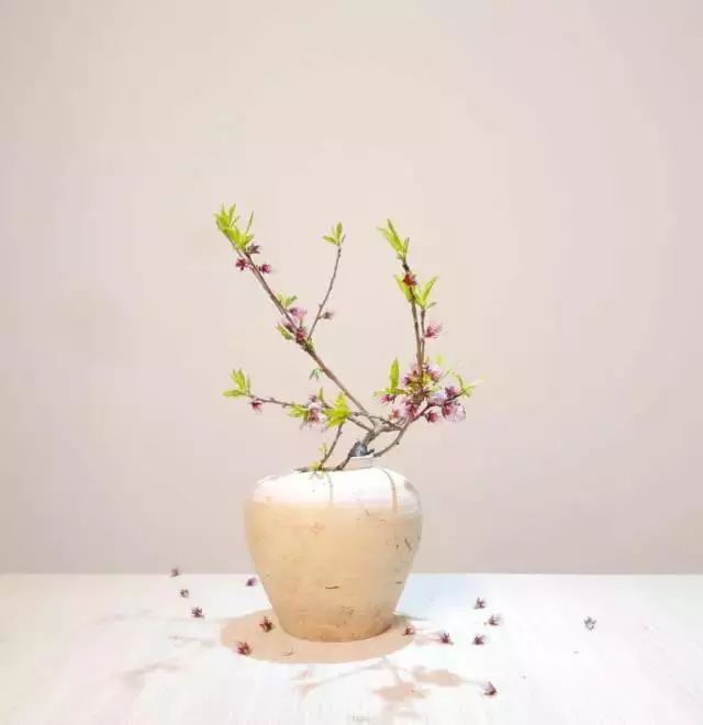 作为普通人,如何正确欣赏高雅的花道艺术?