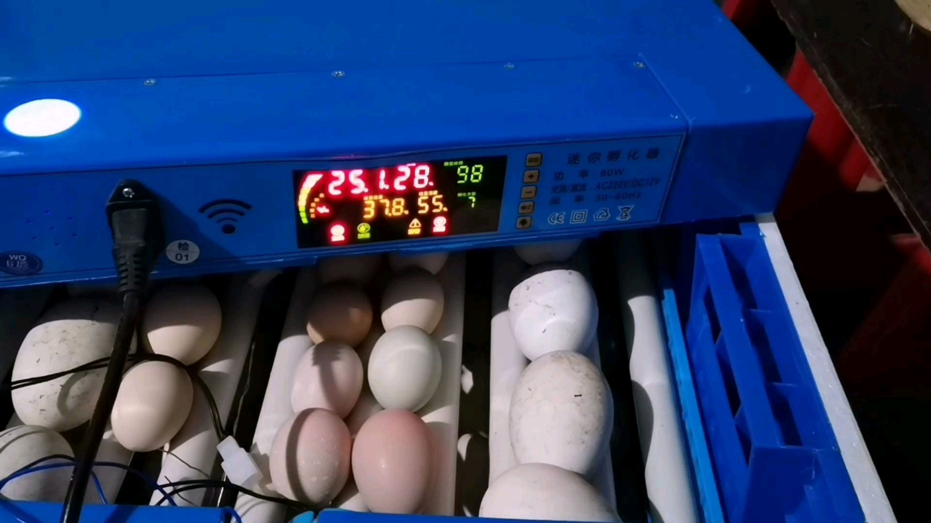 孵化器孵鸡蛋鹅蛋,7天要照蛋,他讲的好详细,收藏起来