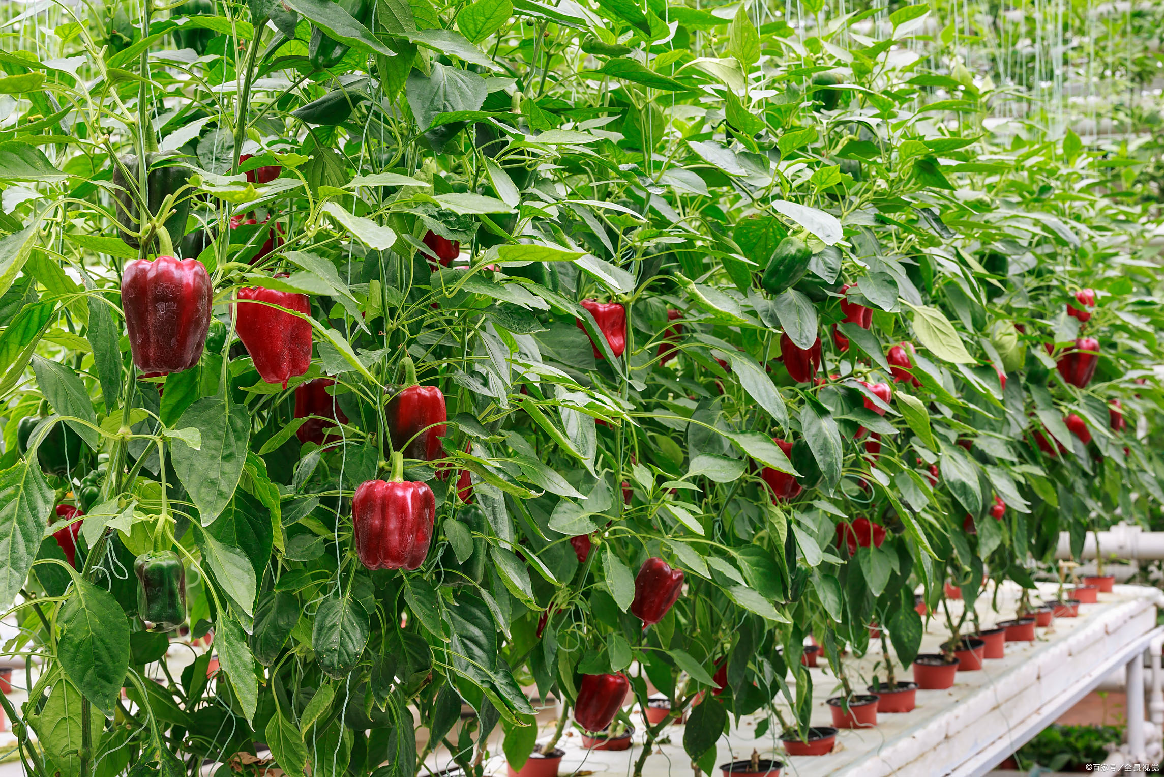 注意:氮肥施用过多,辣椒植株易发生徒长,同时还会延迟辣椒开花坐果,肥