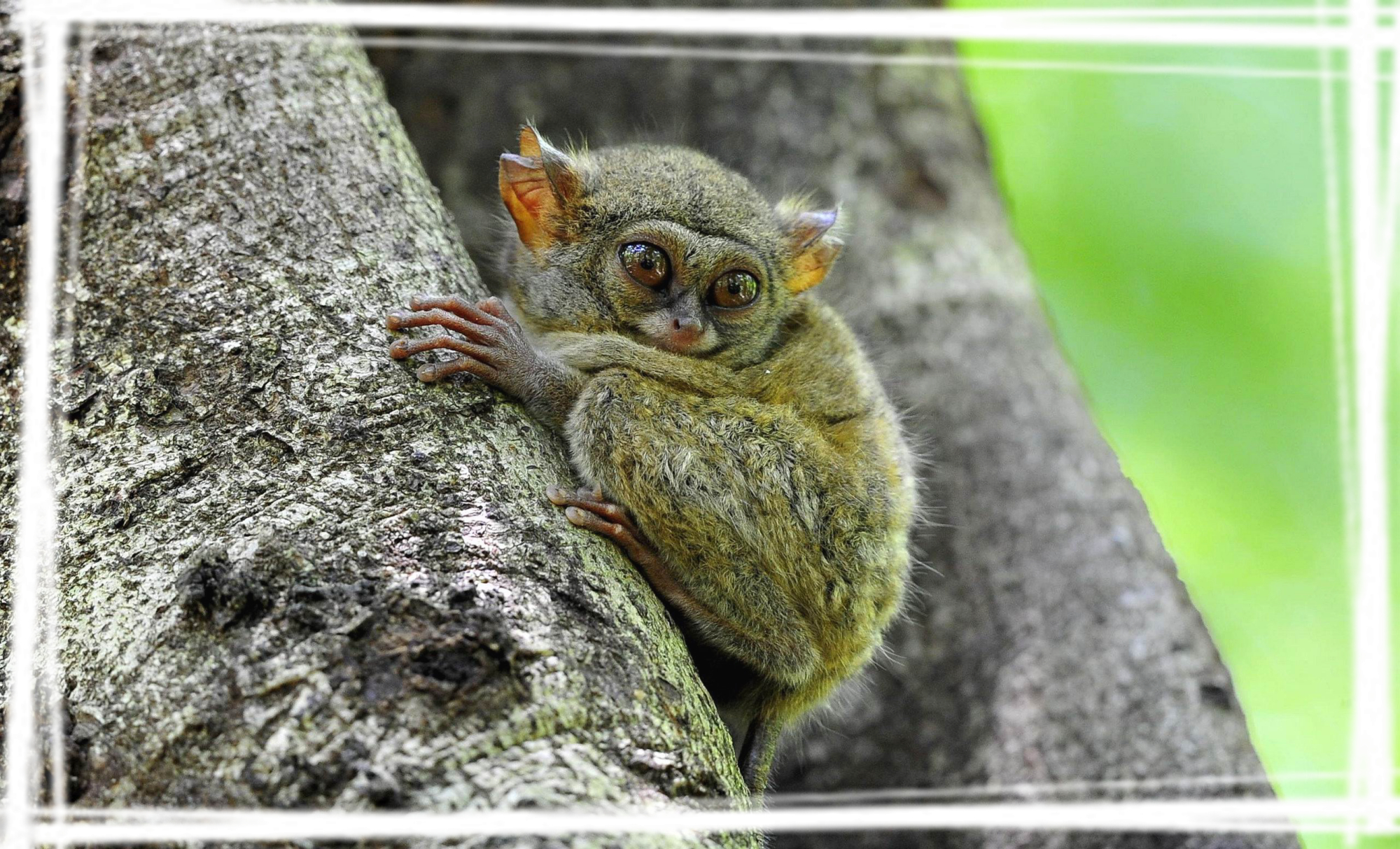 高清懒猴图片桌面壁纸图片