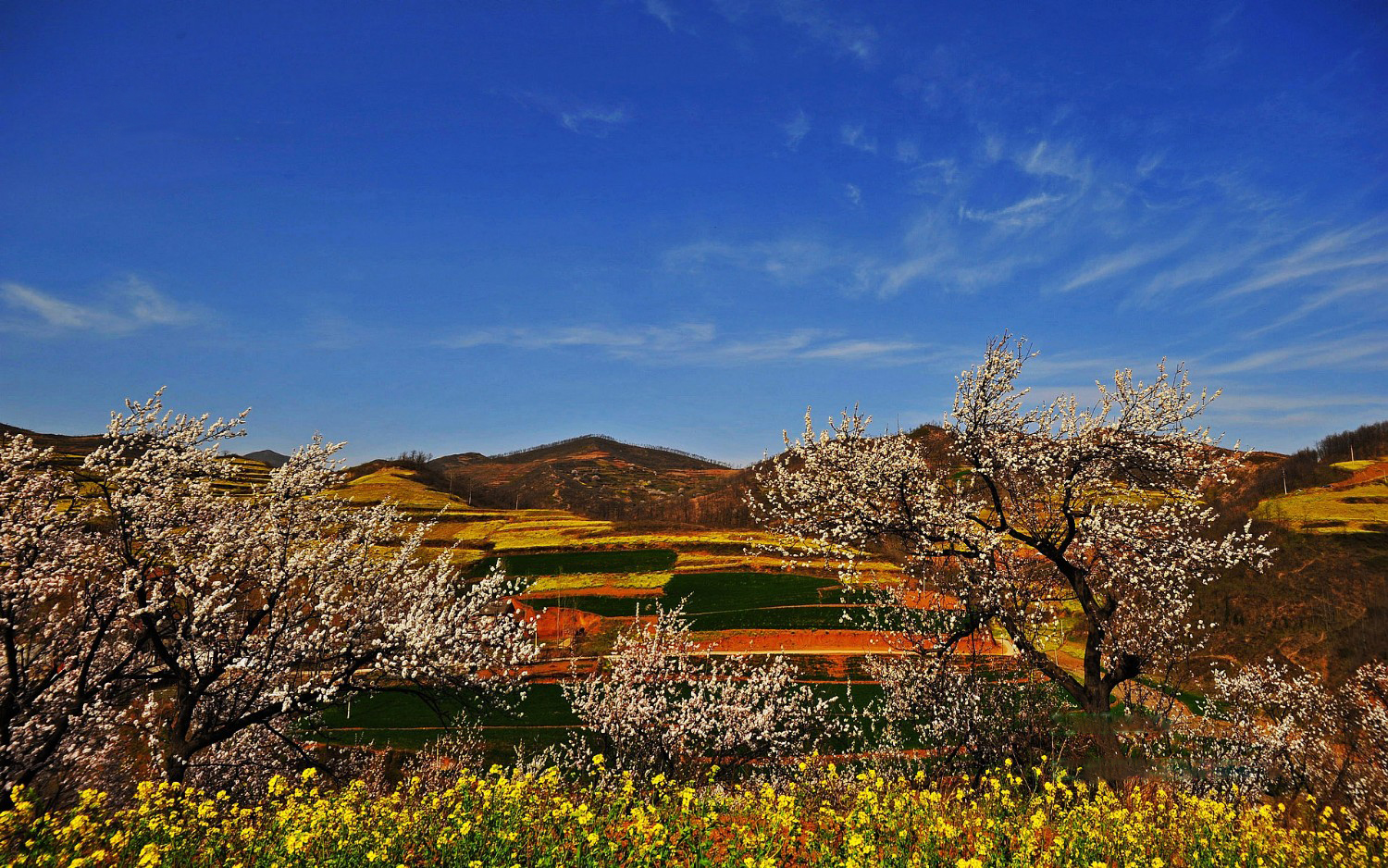 嵩县大坪乡万亩油菜花风景实拍
