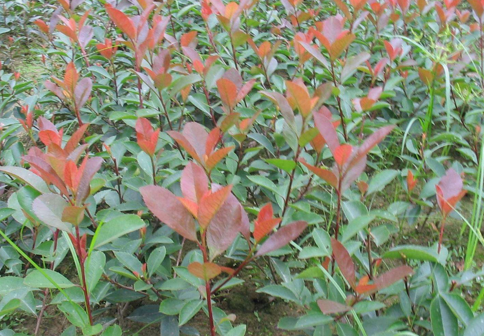 酸叶树在春季如何进行管理和养护?只需要掌握这几个方法就可以