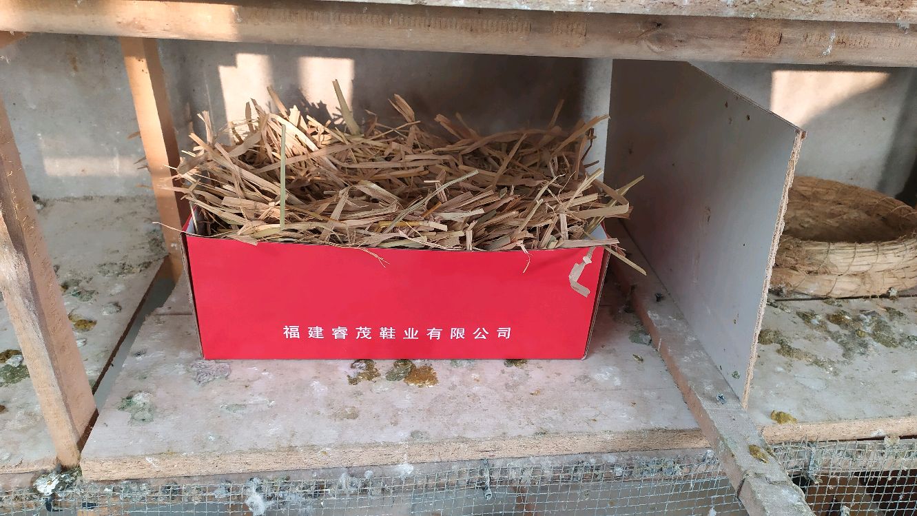 鸽巢不用买,简单做鸽巢的两个方法,鸽子也喜欢用