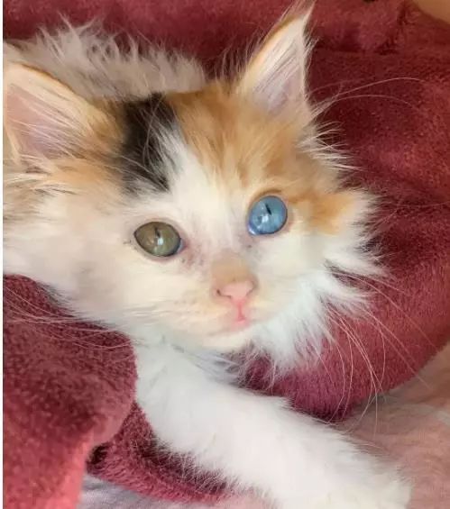 第15期喵领养 | 异瞳三花长毛猫,在等你呢!